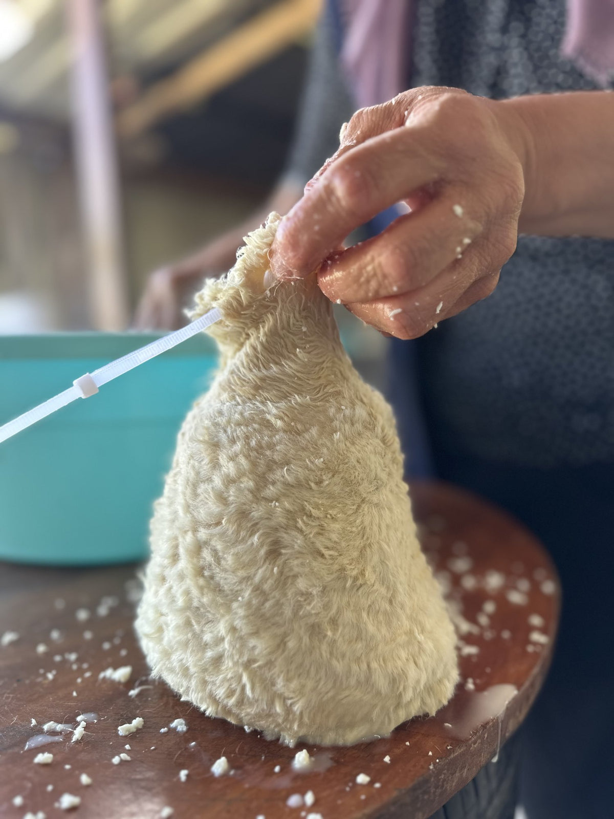 Divle tulum peyniri için yünlü deri tuluma basılan peynirin ağzının bağlanması